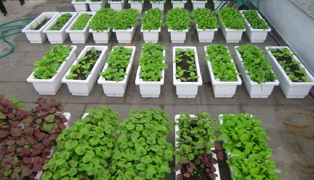 Khay nhựa trồng rau hình chữ nhật phù hợp với nhiều không gian 