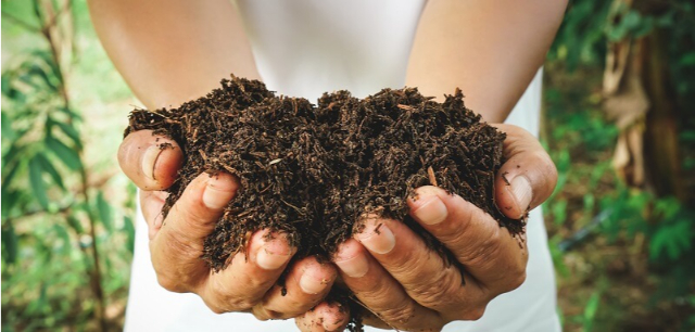 Thu hoạch phân Compost