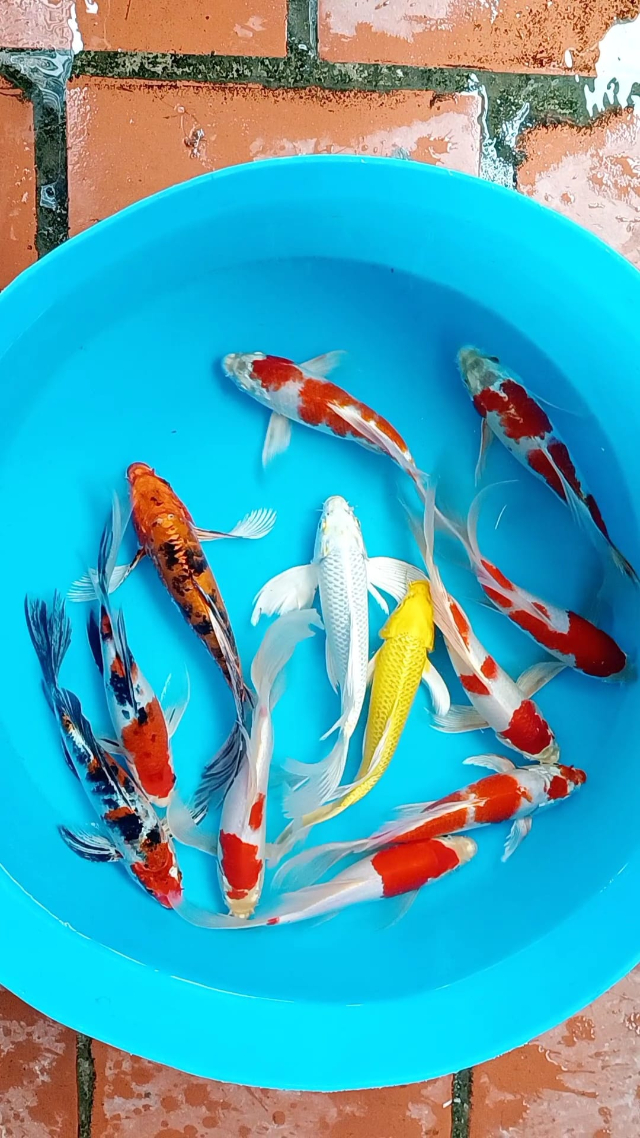 Những điều cần lưu ý khi nuôi cá cảnh trong thùng nhựa