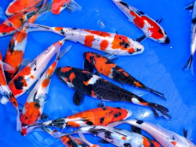 Chọn giống cá phù hợp