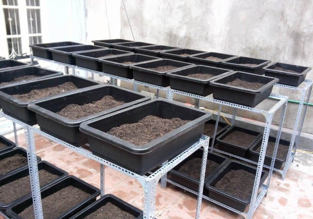 Chuẩn bị đất trồng