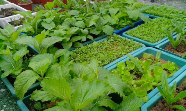 Các loại rau dễ trồng trong thùng nhựa cho người mới bắt đầu