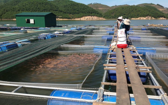 Làm bè nổi nuôi cá bằng thùng phuy nhựa