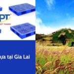 Địa chỉ cung cấp pallet nhựa tại Gia Lai  uy tín chất lượng giá rẻ